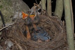 Eurasian blackbird | Manu pango. Nest with two 8-day-old chicks. Wellington, December 2007. Image © Peter Reese by Peter Reese.