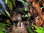 Eurasian blackbird | Manu pango. Female at nest removing faecal sac. Levin, December 1980. Image © Albert Aanensen by Albert Aanensen.