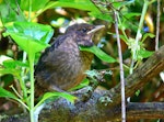 Eurasian blackbird | Manu pango. Recently fledged chick. Whanganui, November 2011. Image © Peter Frost by Peter Frost.