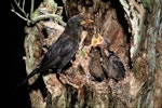 Eurasian blackbird | Manu pango. Adult female at nest containing large chicks. Image © Department of Conservation (image ref: 10037652) by Dick Veitch.