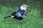 Eurasian blackbird | Manu pango. Partially leucistic adult male. Waikanae, July 2014. Image © Roger Smith by Roger Smith.