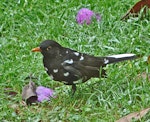 Eurasian blackbird | Manu pango. Partially leucistic male. Lower Hutt, January 2012. Image © John Flux by John Flux.