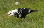 Eurasian blackbird | Manu pango. Partially leucistic adult male. Wanganui, September 2012. Image © Ormond Torr by Ormond Torr.