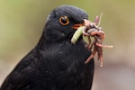 Eurasian blackbird | Manu pango. Adult male with worms in beak. Dunedin, October 2011. Image © Paul Sorrell by Paul Sorrell.