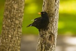 Eurasian blackbird | Manu pango. Adult male perched on trunk. Auckland, January 2010. Image © Eugene Polkan by Eugene Polkan.