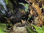 Eurasian blackbird | Manu pango. First-year male (note faded juvenile wing feathers) bringing worms to feed chicks in nest. Levin, December 1980. Image © Albert Aanensen by Albert Aanensen.