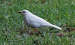 Eurasian blackbird | Manu pango. Leucistic adult male. Porirua East, April 2015. Image © Duncan Watson by Duncan Watson.