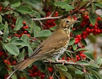 Song thrush | Manu-kai-hua-rakau. Adult. Wanganui, June 2011. Image © Ormond Torr by Ormond Torr.