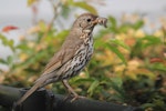 Song thrush | Manu-kai-hua-rakau. Adult with bill-full of slugs and worms. Hastings, November 2011. Image © Adam Clarke by Adam Clarke.