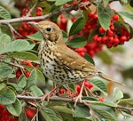 Song thrush | Manu-kai-hua-rakau. Adult. Wanganui, June 2011. Image © Ormond Torr by Ormond Torr.