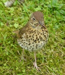 Song thrush | Manu-kai-hua-rakau. Adult collecting worms. Hamilton Zoo, October 2011. Image © Alan Tennyson by Alan Tennyson.