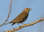 Song thrush | Manu-kai-hua-rakau. Adult. Hamilton, Waikato, July 2005. Image © Neil Fitzgerald by Neil Fitzgerald.