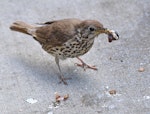 Song thrush | Manu-kai-hua-rakau. Adult with a snail prepared to feed young. South Auckland, December 2014. Image © Marie-Louise Myburgh by Marie-Louise Myburgh.