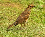 Song thrush | Manu-kai-hua-rakau. Immature. Wanganui, January 2010. Image © Ormond Torr by Ormond Torr.