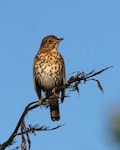 Song thrush | Manu-kai-hua-rakau. Male on singing perch. Wanganui, July 2008. Image © Ormond Torr by Ormond Torr.