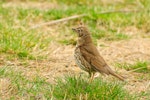 Song thrush | Manu-kai-hua-rakau. First-year bird, breeding (note pale marks on lesser wing coverts). Lake Ohau, October 2012. Image © Albert Aanensen by Albert Aanensen.