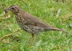 Song thrush | Manu-kai-hua-rakau. Adult collecting worms. Hamilton Zoo, October 2011. Image © Alan Tennyson by Alan Tennyson.