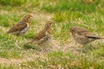 Song thrush | Manu-kai-hua-rakau. Adult and two juveniles. Lake Ohau, October 2012. Image © Albert Aanensen by Albert Aanensen.