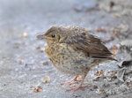 Song thrush | Manu-kai-hua-rakau. Fledgling waiting to be fed. South Auckland, December 2014. Image © Marie-Louise Myburgh by Marie-Louise Myburgh.