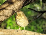 Song thrush | Manu-kai-hua-rakau. Juvenile. Kerikeri, October 2012. Image © Thomas Musson by Thomas Musson.