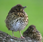 Song thrush | Manu-kai-hua-rakau. Juvenile. Wanganui, December 2006. Image © Ormond Torr by Ormond Torr.