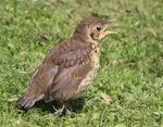 Song thrush | Manu-kai-hua-rakau. Fledgling calling. Virginia Lake, December 2015. Image © Robert Hanbury-Sparrow by Robert Hanbury-Sparrow.