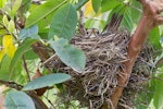 Song thrush | Manu-kai-hua-rakau. Adult on nest. Kerikeri, Northland, November 2011. Image © Neil Fitzgerald by Neil Fitzgerald.