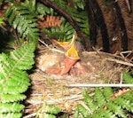 Song thrush | Manu-kai-hua-rakau. Nest with three young chicks. Waikato, October 2010. Image © Joke Baars by Joke Baars.