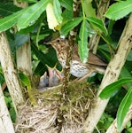 Song thrush | Manu-kai-hua-rakau. Adult at nest with four young. Waikato, November 2011. Image © Joke Baars by Joke Baars.