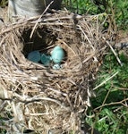 Song thrush | Manu-kai-hua-rakau. Nest in European beech, after a visit from a harrier. Waikato, September 2012. Image © Koos Baars by Koos Baars.