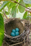 Song thrush | Manu-kai-hua-rakau. Nest with four eggs. Kerikeri, Northland, November 2011. Image © Neil Fitzgerald by Neil Fitzgerald.