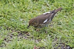 Song thrush | Manu-kai-hua-rakau. Unusual colouration - a few white (leucistic) feathers. Maitai Bay, April 2012. Image © Raewyn Adams by Raewyn Adams.