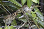 Song thrush | Manu-kai-hua-rakau. Adult feeding fledgling. Rangiora, January 2017. Image © Kathy Reid by Kathy Reid.