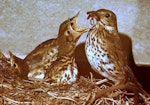 Song thrush | Manu-kai-hua-rakau. Adult with chicks in nest. Palmerston North, December 1976. Image © Alex Scott by Alex Scott.