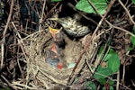 Song thrush | Manu-kai-hua-rakau. Adult at nest containing one chick and an egg. Invercargill, October 1979. Image © Department of Conservation (image ref: 10047914) by Dick Veitch, Department of Conservation.