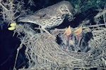 Song thrush | Manu-kai-hua-rakau. Adult feeding 2 chicks in nest. November 1974. Image © Department of Conservation (image ref: 10030904) by Barry Harcourt, Department of Conservation.