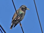 Common starling | Tāringi. Adult male. Petone, June 2014. Image © John Flux by John Flux.