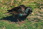 Common starling | Tāringi. Adult in breeding plumage. Wanganui, September 2009. Image © Ormond Torr by Ormond Torr.