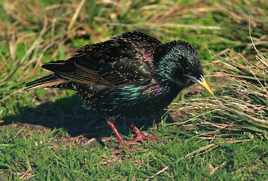 Common starling | Tāringi. Adult in breeding plumage. Wanganui, September 2009. Image © Ormond Torr by Ormond Torr.