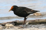 Common starling | Tāringi. Adult with orange flax pollen on forehead. Wanganui, December 2007. Image © Ormond Torr by Ormond Torr.