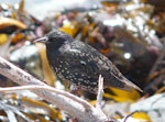 Common starling | Tāringi. Adult in non-breeding plumage showing 'stars'. Kaikoura Peninsula, February 2013. Image © Alan Tennyson by Alan Tennyson.