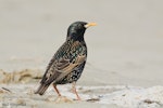 Common starling | Tāringi. Adult female in breeding plumage showing 'stars'. Christchurch, October 2008. Image © Neil Fitzgerald by Neil Fitzgerald.