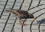 Common starling | Tāringi. Adult in non-breeding plumage. Costanera Sur, Buenos Aires, Argentina, August 2016. Image © Alan Tennyson by Alan Tennyson.