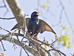 Common starling | Tāringi. Calling and signalling with outstretched wings. Te Puke, September 2011. Image © Raewyn Adams by Raewyn Adams.