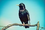 Common starling | Tāringi. Front view of adult male. Drury, South Auckland. Image © Department of Conservation by Dick Veitch.