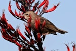 Common starling | Tāringi. Juvenile feeding on flax flowers. New Plymouth, January 2016. Image © Paul Le Roy by Paul Le Roy.