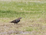 Common starling | Tāringi. Halfway to adult plumage with head still showing immature brown colour. Little Waihi, March 2013. Image © Raewyn Adams by Raewyn Adams.