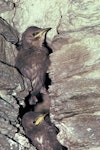 Common starling | Tāringi. Fledglings exiting nest in stone wall. Kawarau Gorge, Central Otago, January 1985. Image © Department of Conservation (image ref: 10034158) by Rod Morris, Department of Conservation.