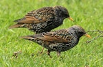 Common starling | Tāringi. Non-breeding plumage. Wanganui, July 2011. Image © Ormond Torr by Ormond Torr.