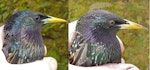 Common starling | Tāringi. Breeding male (left) & female distinguished by hackle length, bill and eye colour. Lower Hutt, September 2007. Image © John Flux by John Flux.